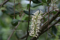 Macadamia ternifolia